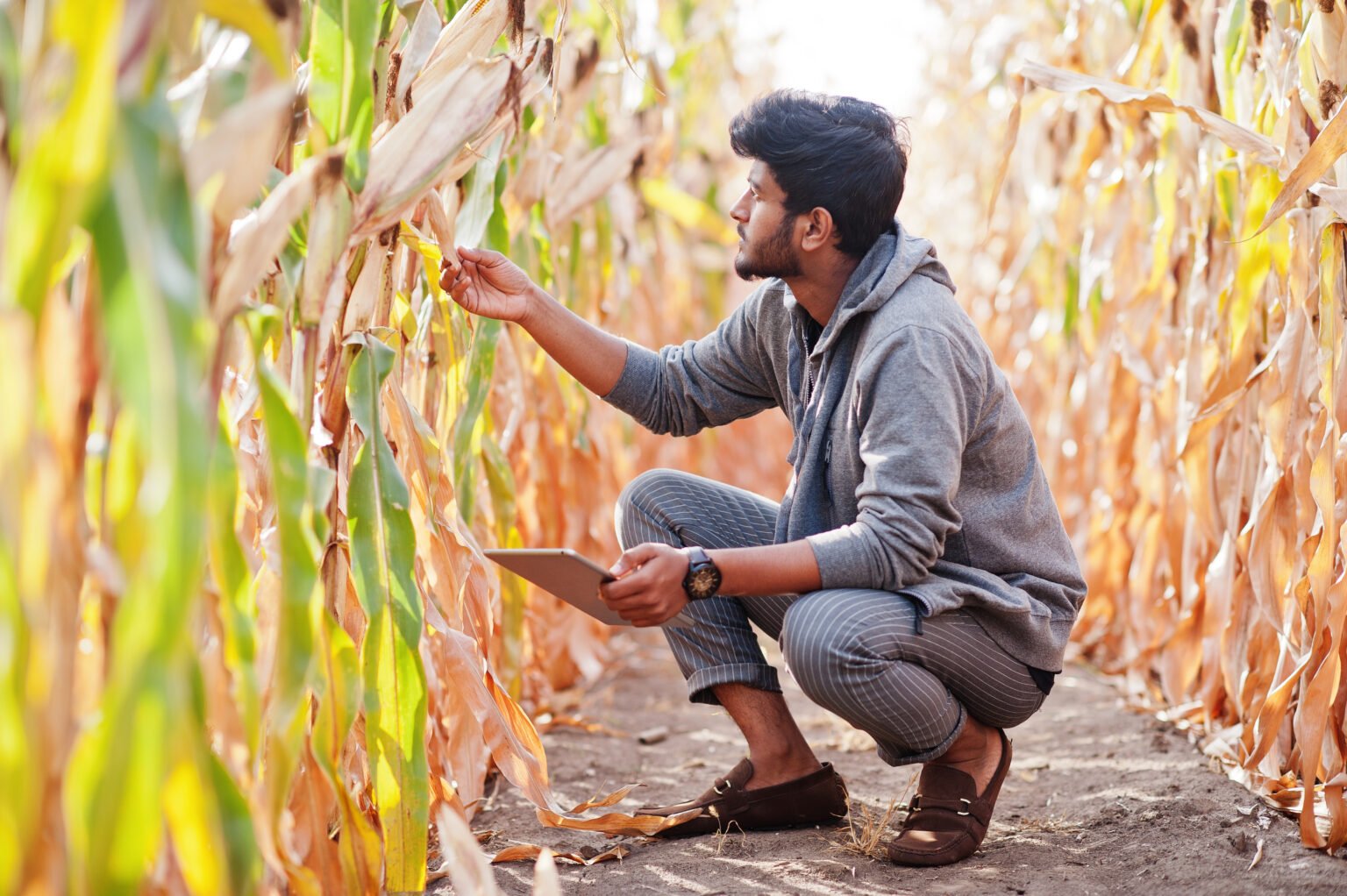 Turnkey farming solutions agronomist inspecting corn field