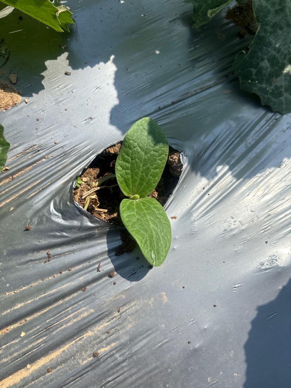 Organic residue-free yellow zucchini growing with mulch and drip irrigation in Indian farm