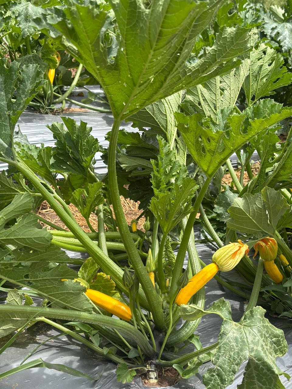 Harvest of residue-free yellow zucchini at Vatshal Green